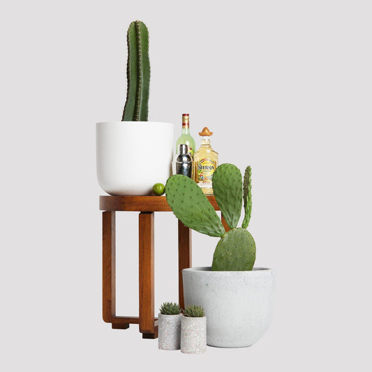 San Pedro Cactus Iconic Andean Cactus